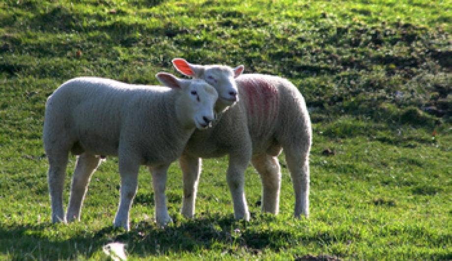 Was die Schäfchen machen, können Jugendliche auch: "Liebe - Freundschaft - Sexualität" lautet ein Seminar in der Jugendbildungsstätte Kurt Löwenstein. Foto: © Albrecht-E.-Arnold / www.pixelio.de