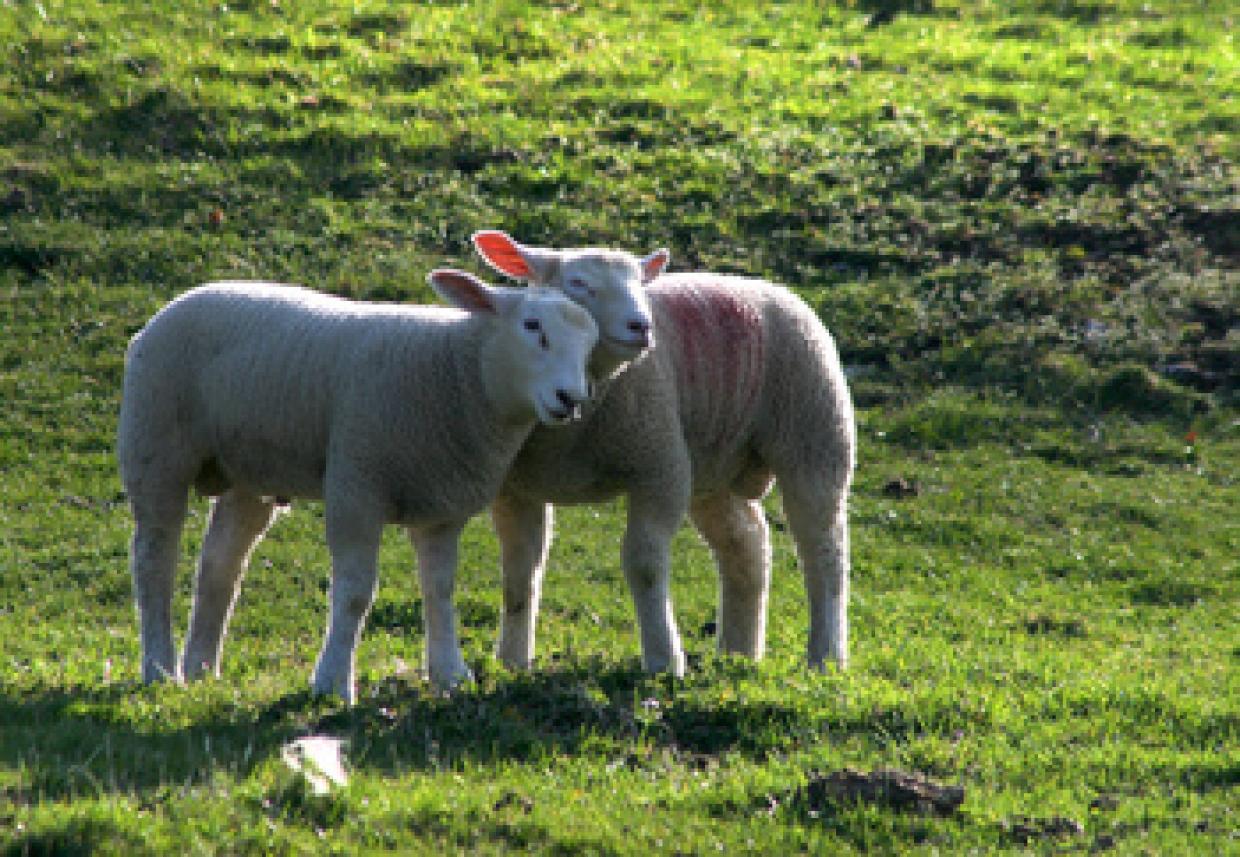 Was die Schäfchen machen, können Jugendliche auch: "Liebe - Freundschaft - Sexualität" lautet ein Seminar in der Jugendbildungsstätte Kurt Löwenstein. Foto: © Albrecht-E.-Arnold / www.pixelio.de